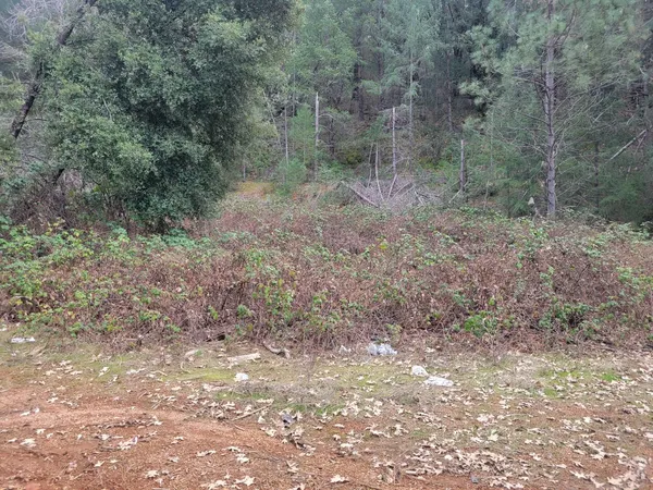 a view of a forest with trees in the background