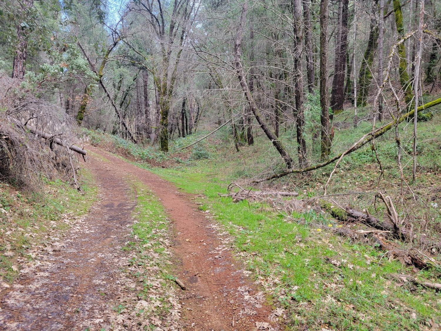 7 Canyon Way Colfax, CA 95713 - Photo 5 of 24 a view of a yard with large trees