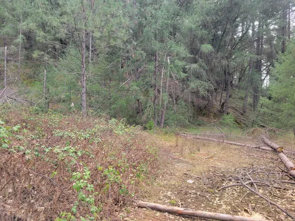a view of a yard with a tree