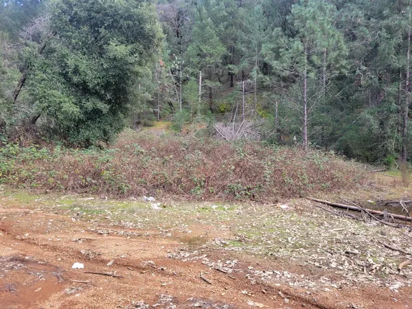 a view of a forest with trees in the background