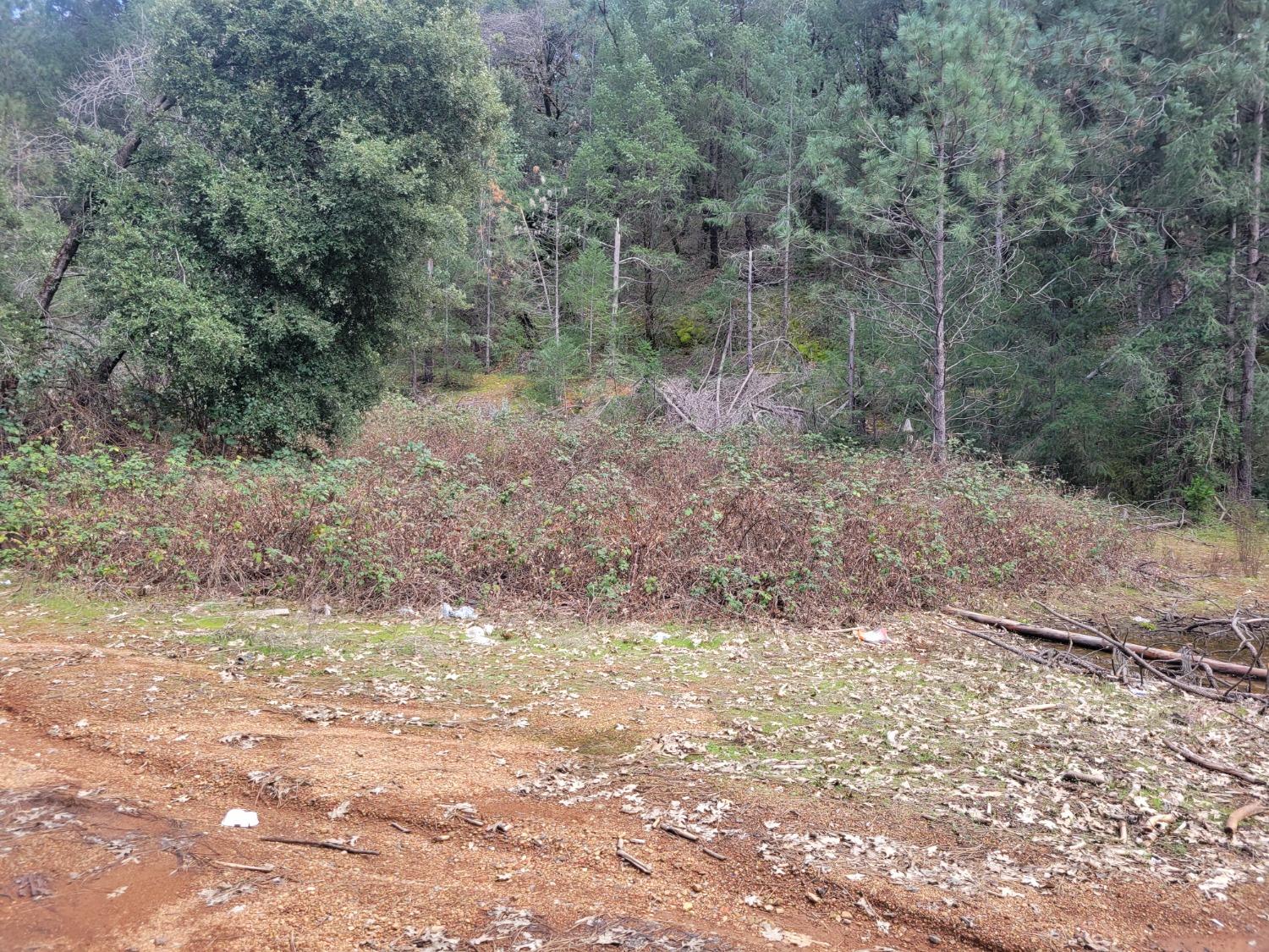 7 Canyon Way Colfax, CA 95713 - Photo 7 of 24 a view of a forest with trees in the background