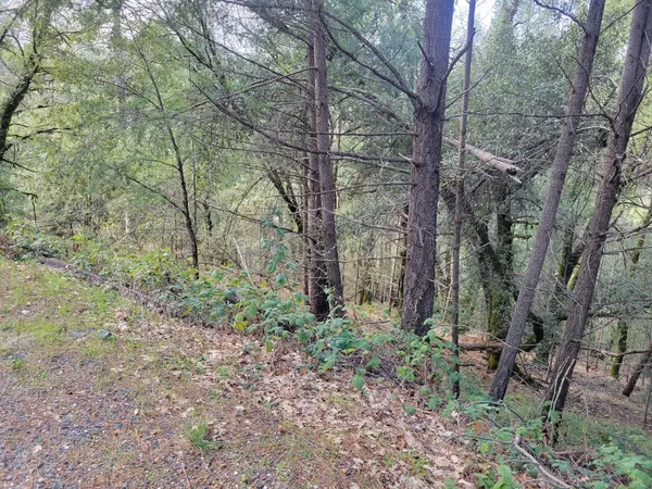 a view of a forest filled with trees