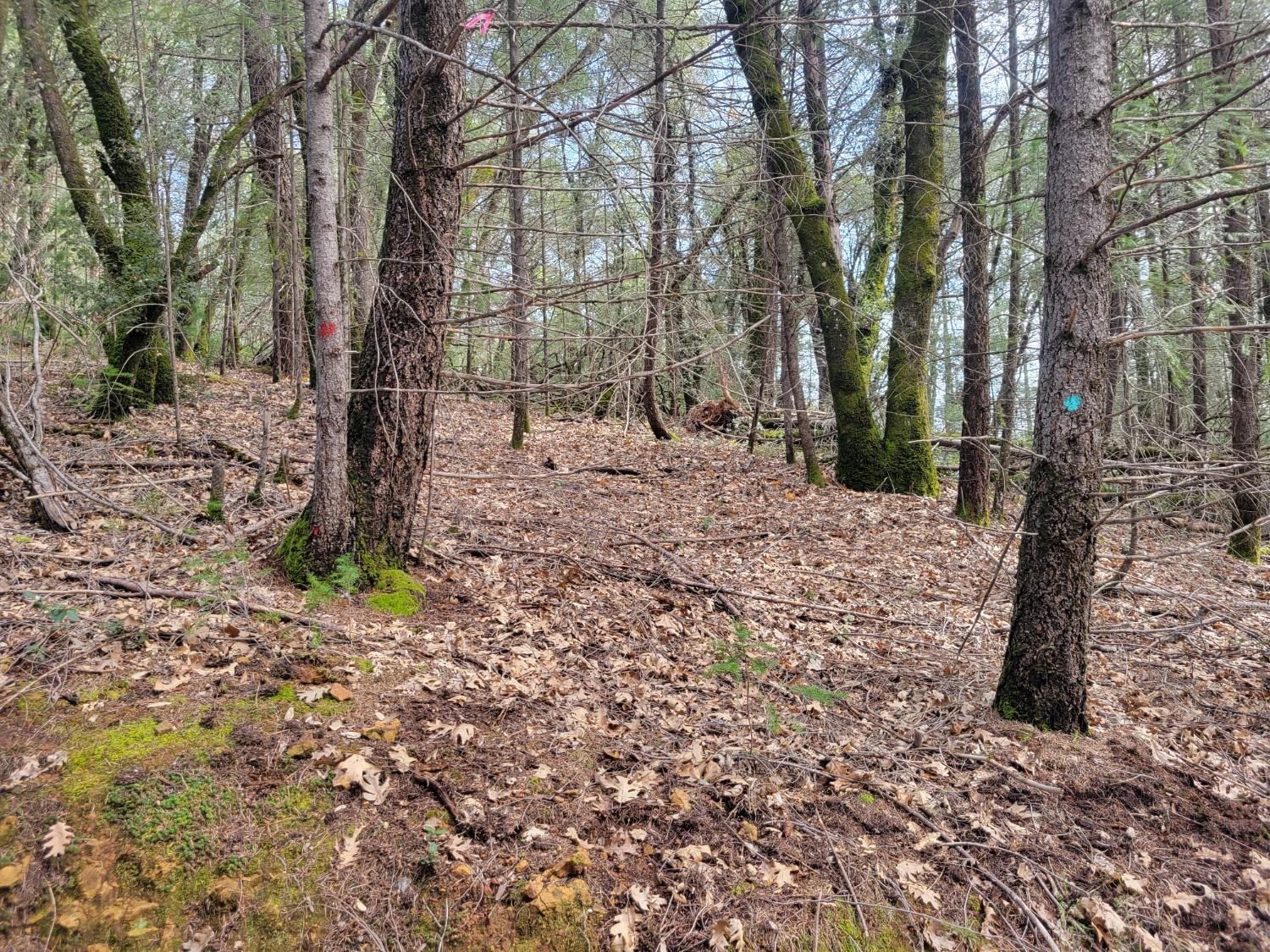 7 Canyon Way Colfax, CA 95713 - Photo 9 of 24 a view of a yard with trees