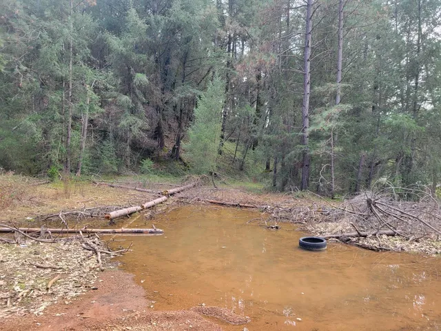 a view of a yard with trees