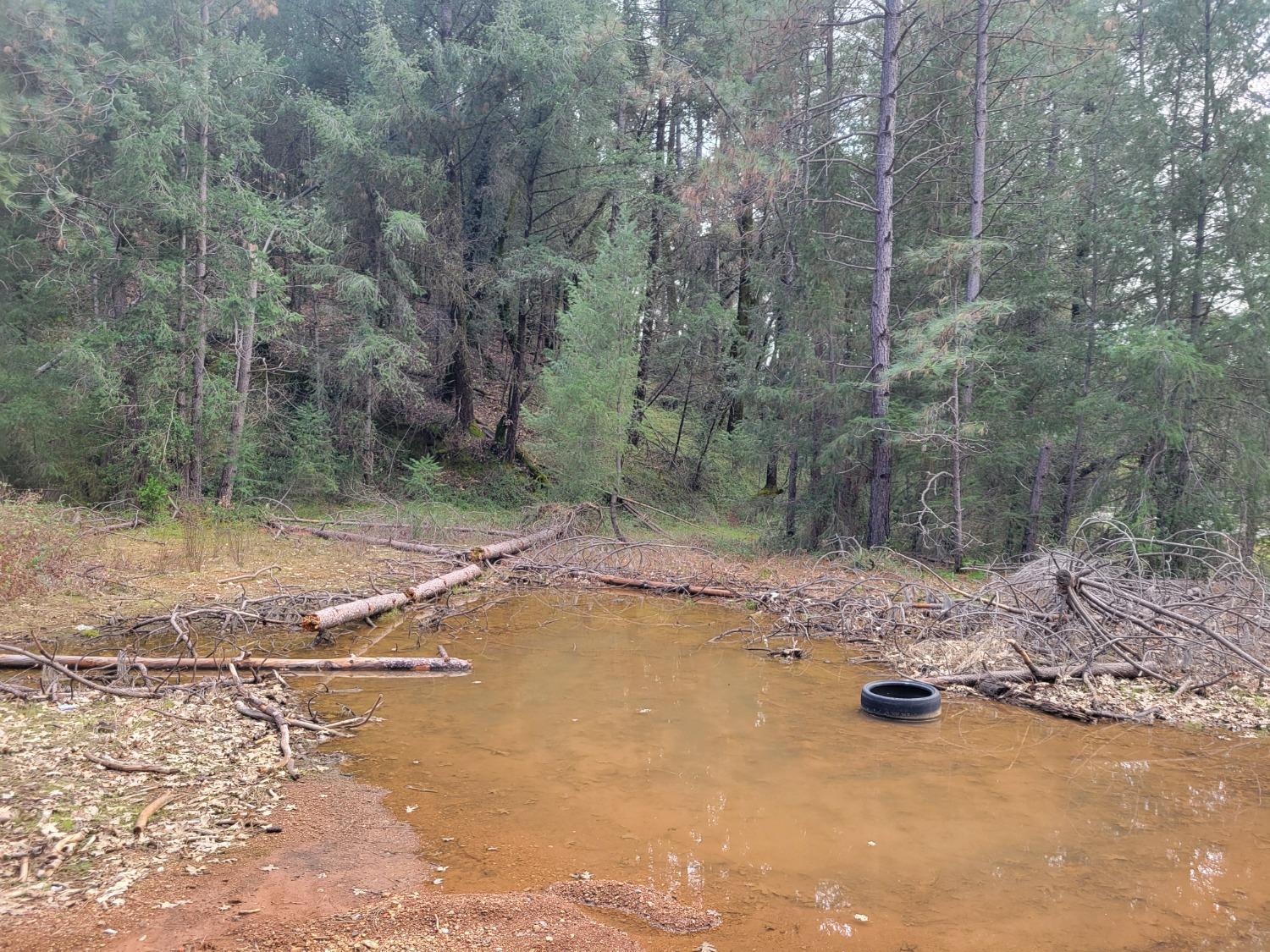 7 Canyon Way Colfax, CA 95713 - Photo 10 of 24 a view of a yard with trees