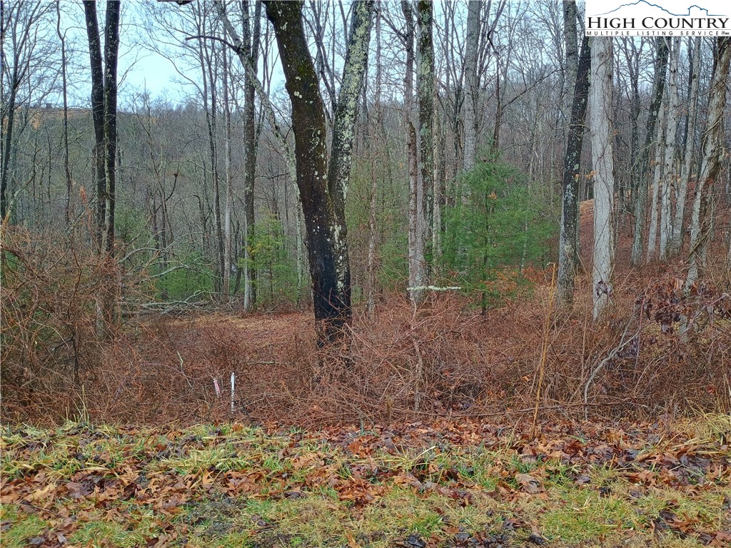 Riverside Drive Sparta, NC 28675 - Photo 2 of 4 a view of a forest that has large trees