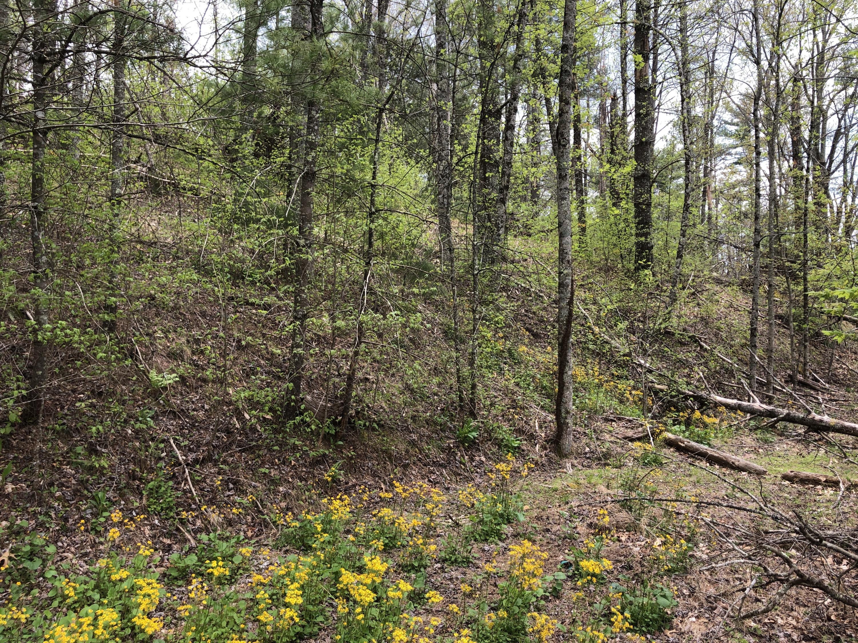 Lot 51 Tank Road, Unit 51 Butler, TN 37640 - Photo 1 of 22 Property on Left from Lower Road