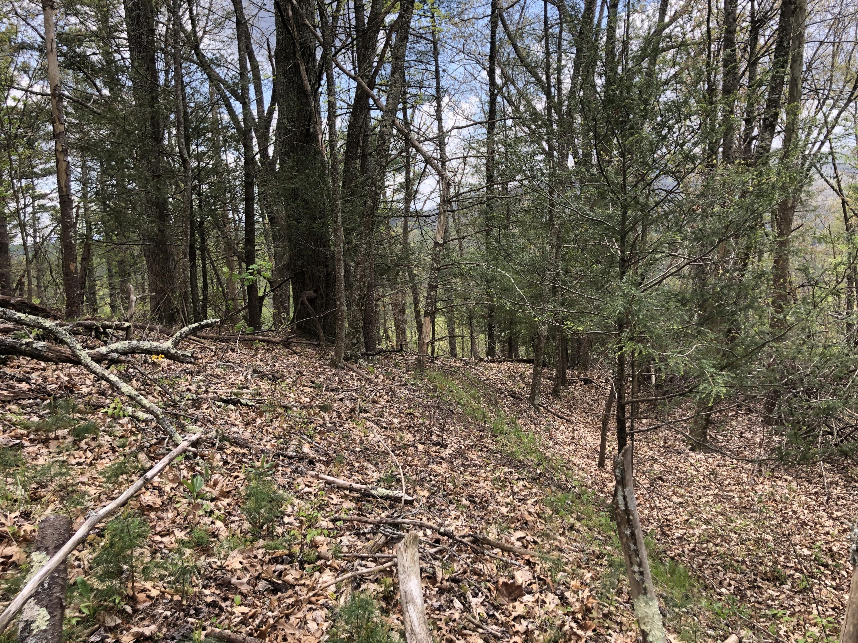 Lot 51 Tank Road, Unit 51 Butler, TN 37640 - Photo 11 of 22 Looking South toward National Forest