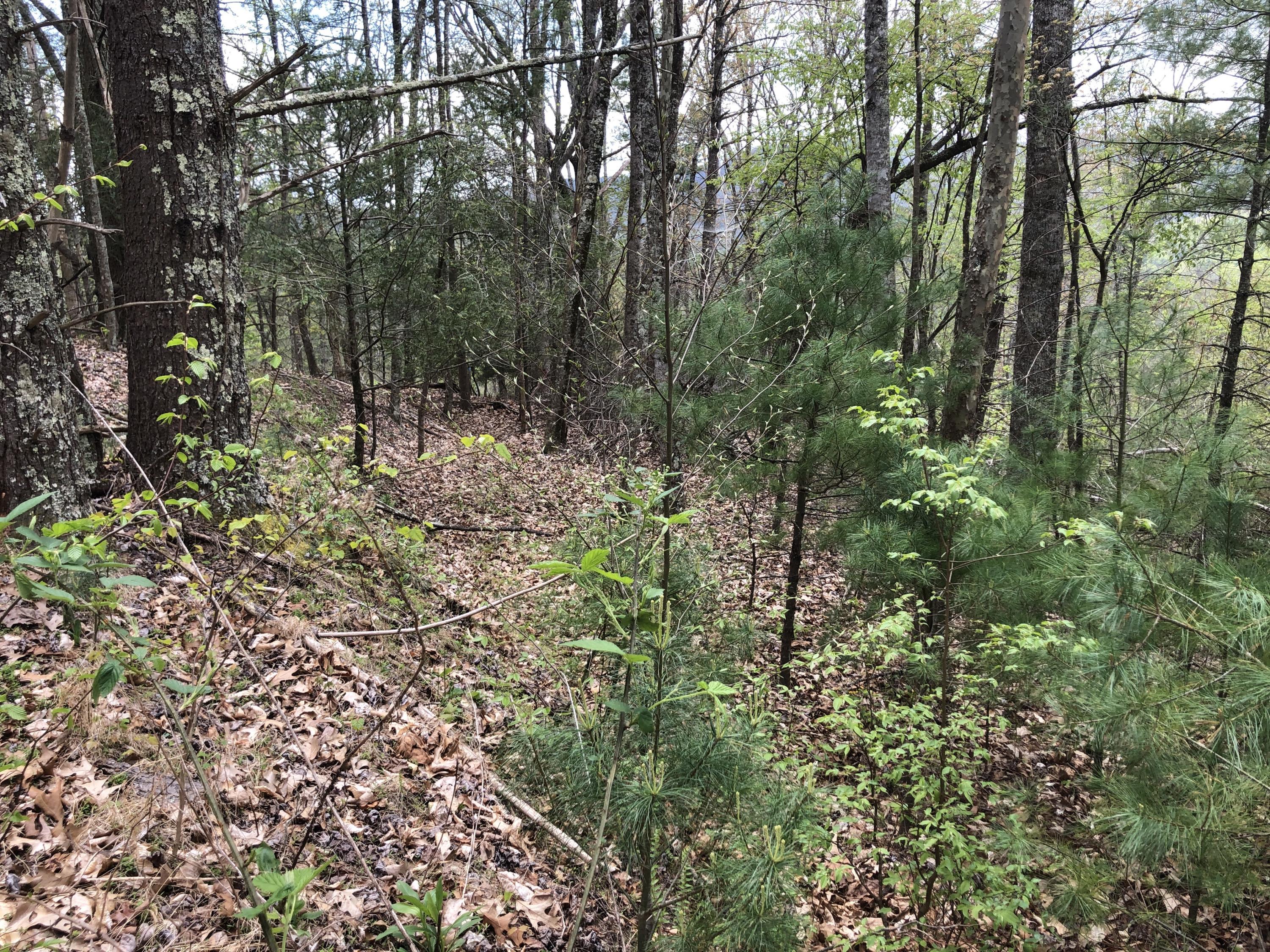 Lot 51 Tank Road, Unit 51 Butler, TN 37640 - Photo 7 of 22 Property on Right from Upper Road (1)