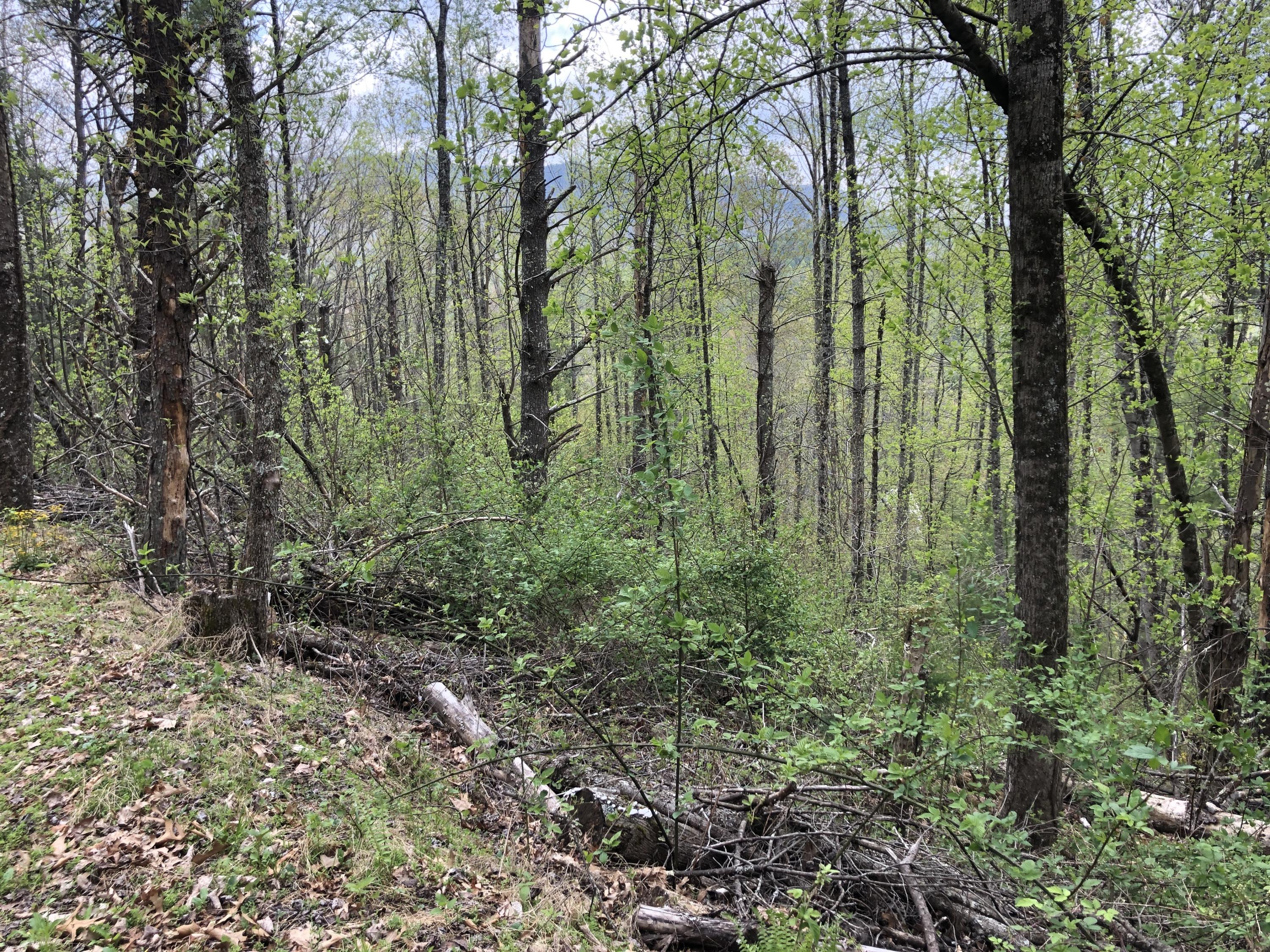 Lot 51 Tank Road, Unit 51 Butler, TN 37640 - Photo 8 of 22 Property on Right from Upper Road