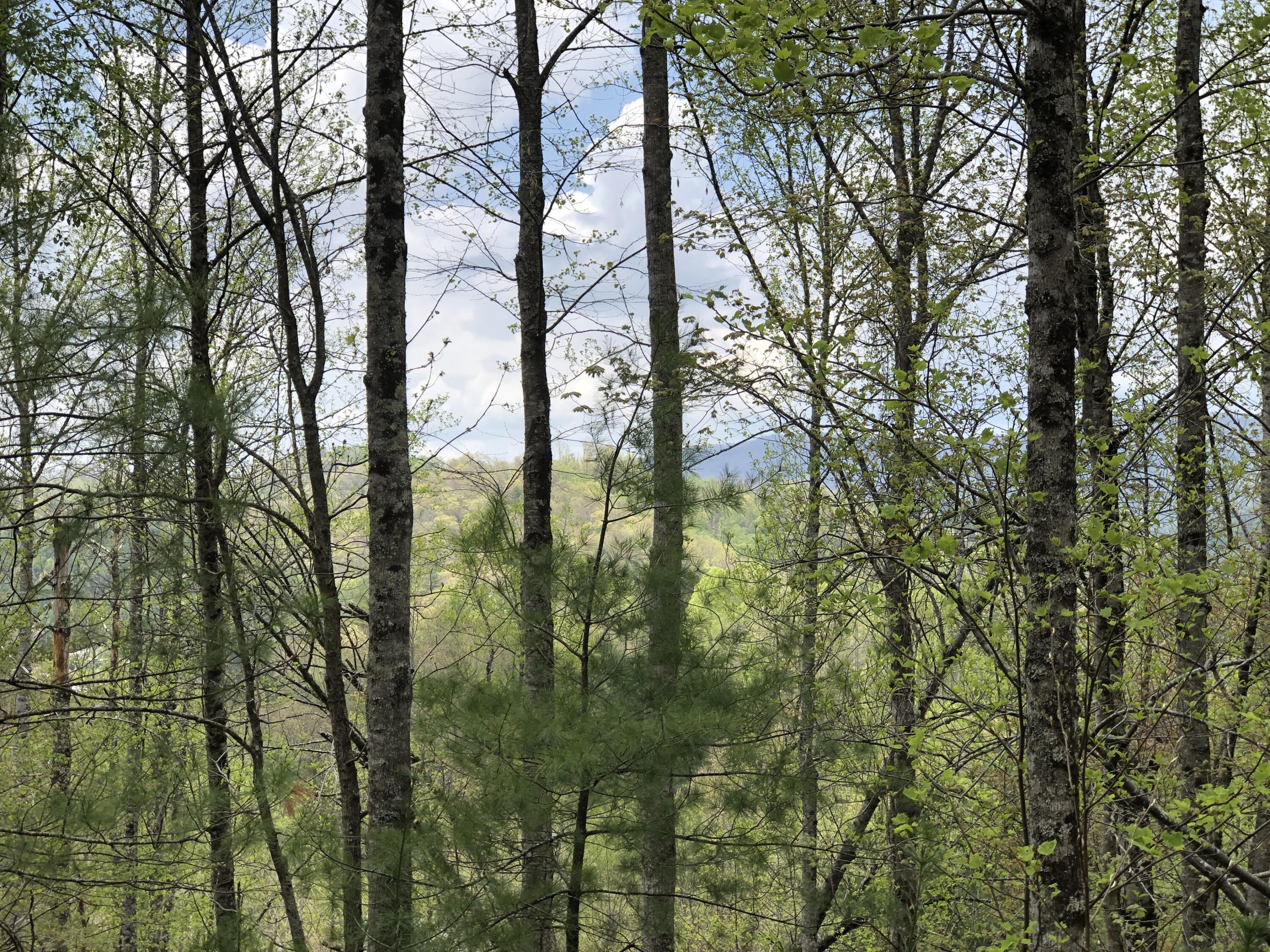 Lot 51 Tank Road, Unit 51 Butler, TN 37640 - Photo 9 of 22 Looking West toward Mountains (1)