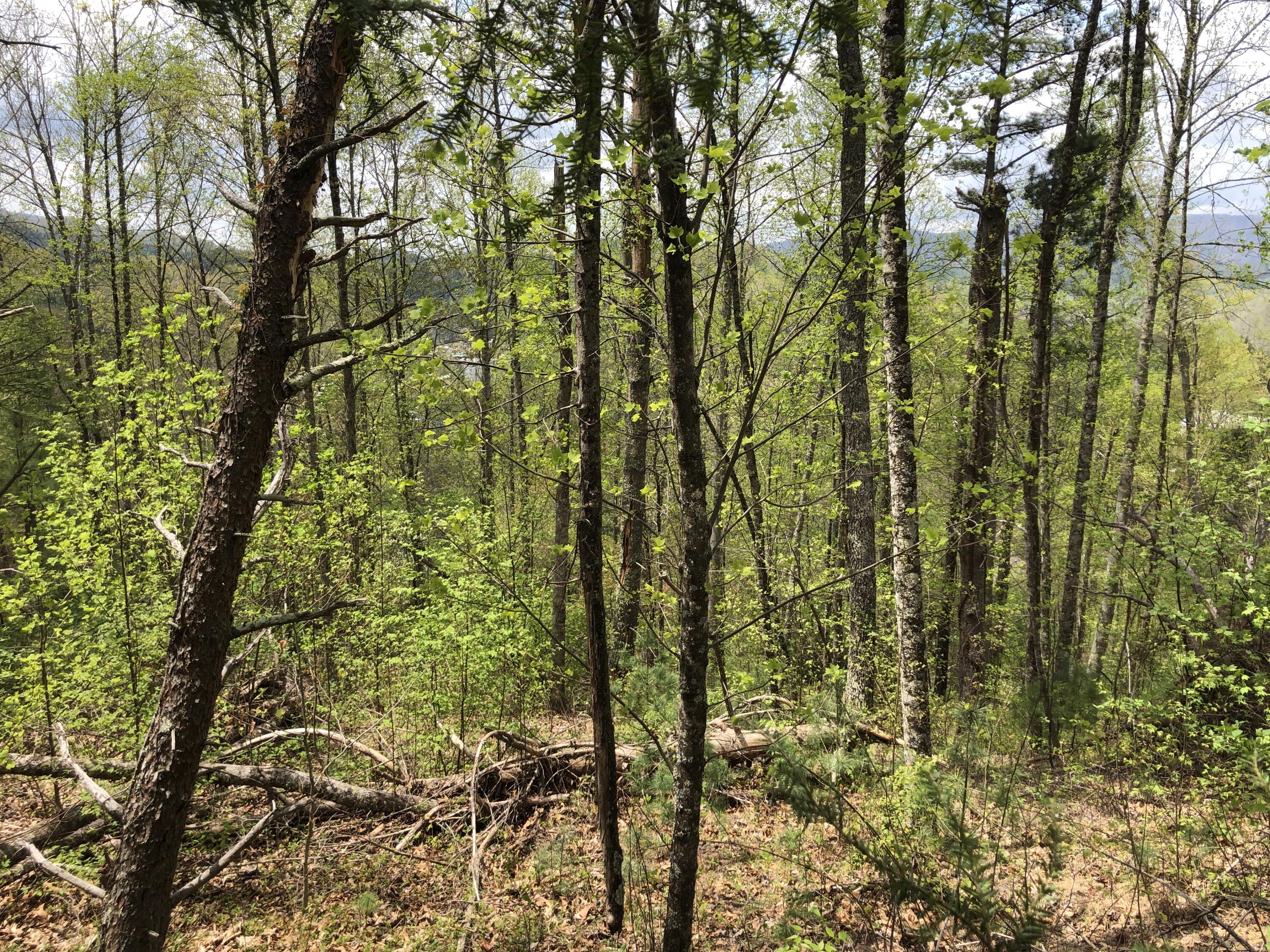 Lot 51 Tank Road, Unit 51 Butler, TN 37640 - Photo 10 of 22 Looking West toward Lake and Mountain