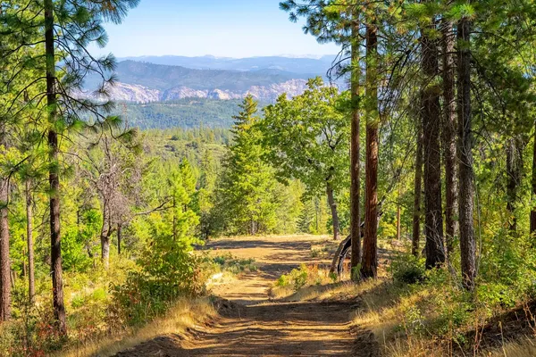 a view of a yard with wooden fence