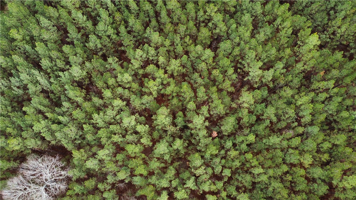 0 Chappells Highway Chappells, SC 29037 - Photo 5 of 5