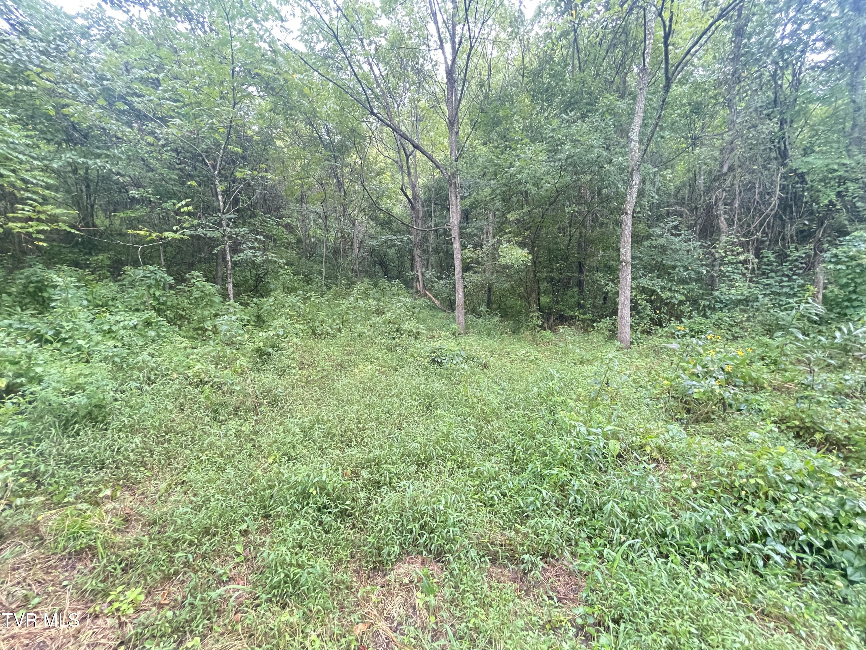 0 Hoover Road Greeneville, TN 37745 - Photo 3 of 8 IMG_0585