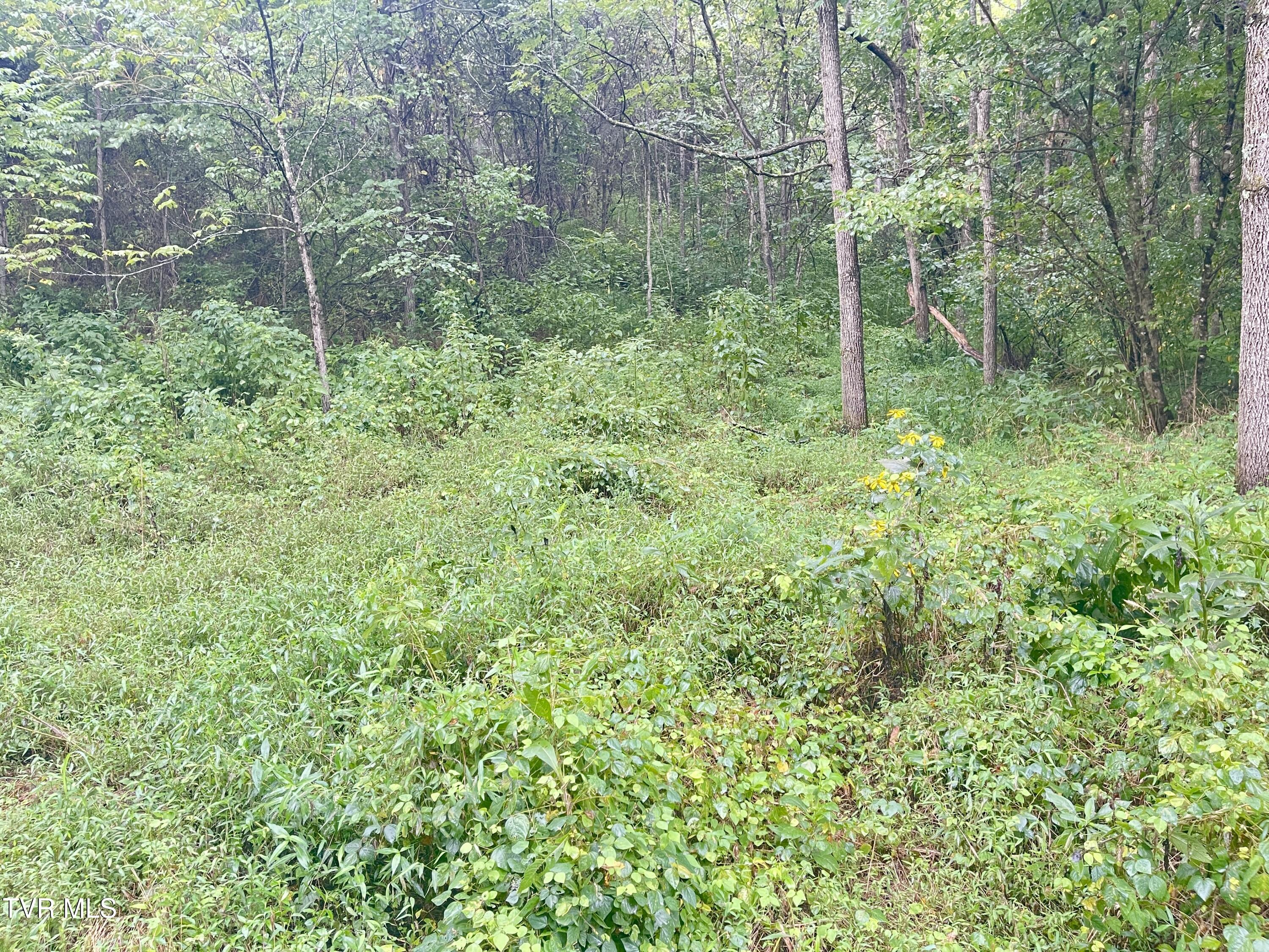 0 Hoover Road Greeneville, TN 37745 - Photo 4 of 8 IMG_0589