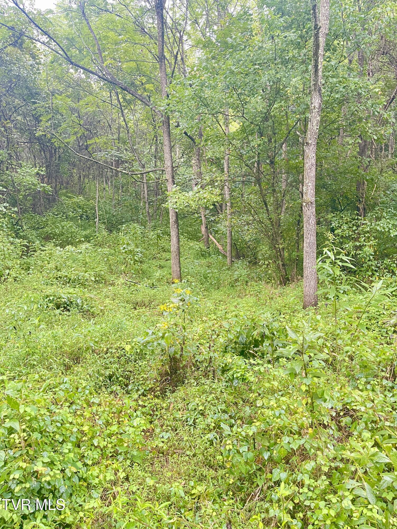 0 Hoover Road Greeneville, TN 37745 - Photo 6 of 8 IMG_0590