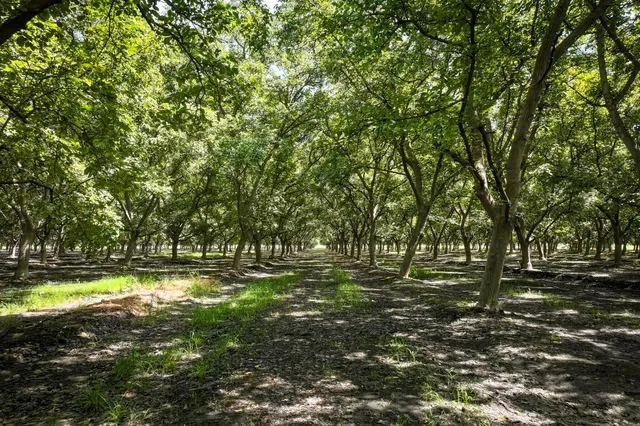 a view of a field with trees in the background