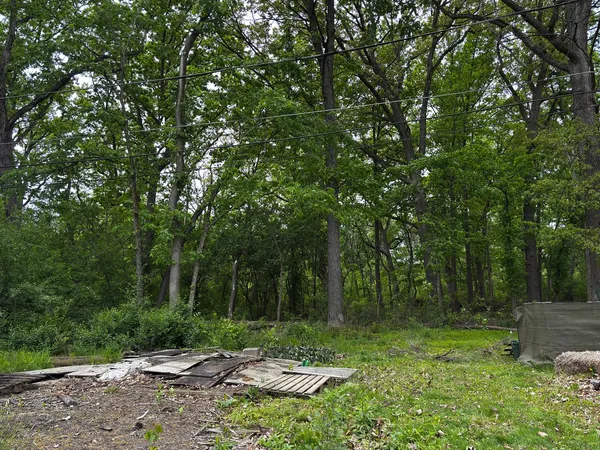 a view of a tree in a yard