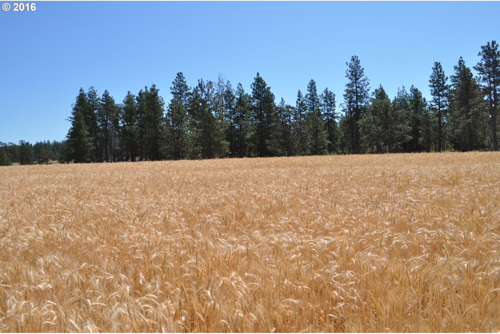 860 Counts Road Goldendale, WA 98620 - Photo 1 of 1 Gallery Image 1