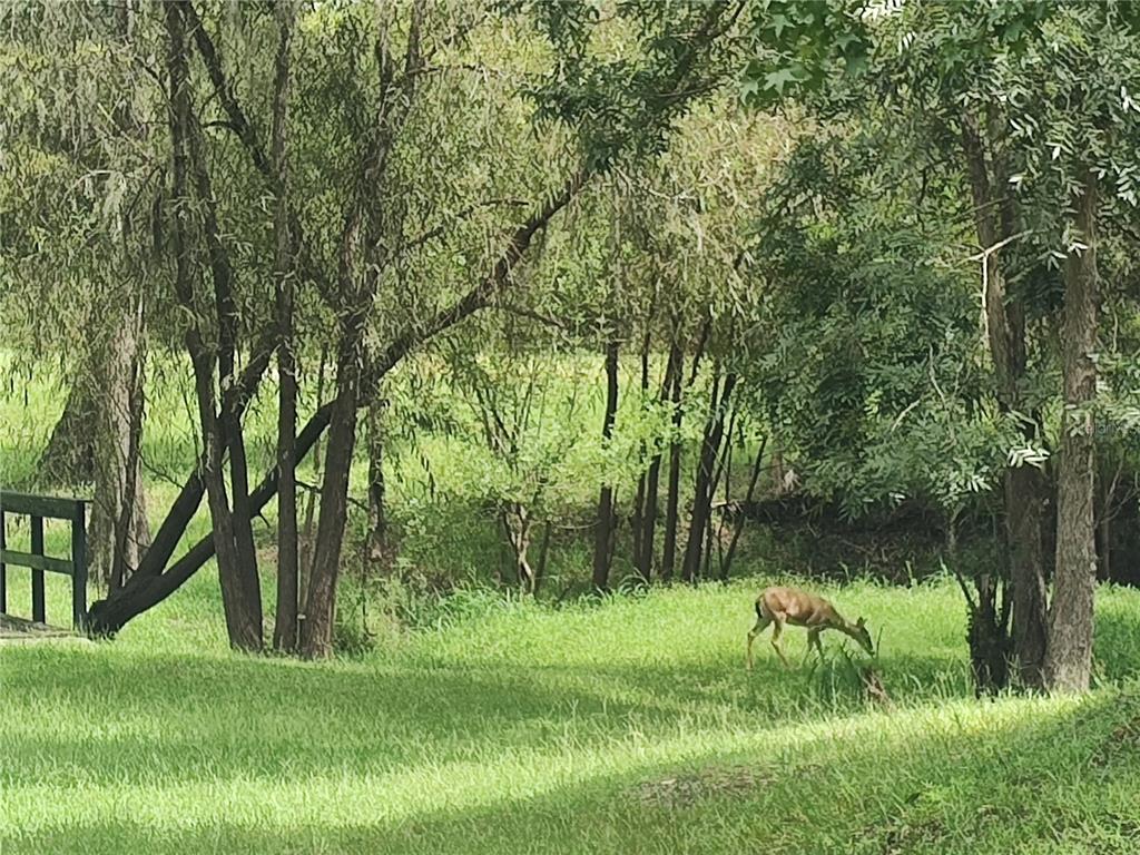 1183 Northwest Girl Scout Road Arcadia, FL 34266 - Photo 35 of 43