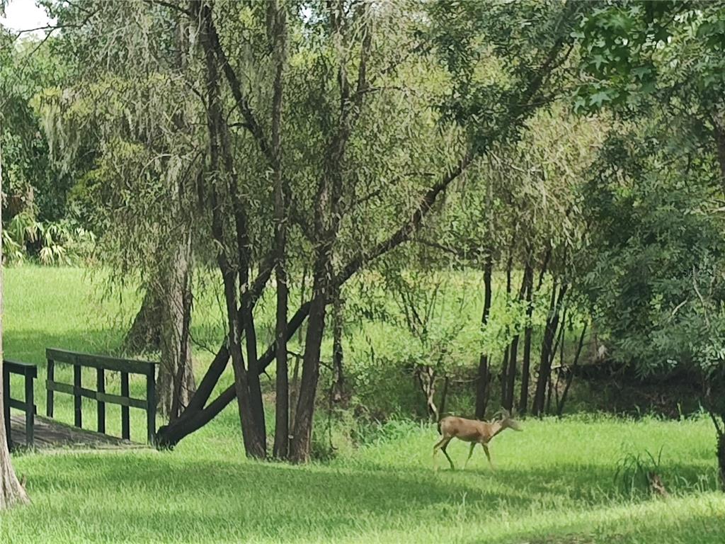 1183 Northwest Girl Scout Road Arcadia, FL 34266 - Photo 36 of 43