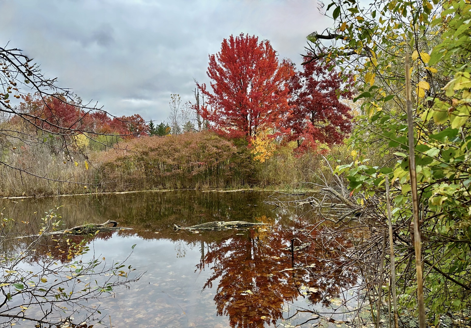 1146 Steeple View Drive Long Grove, IL 60047 - Photo 4 of 14 a view of a lake with a tree