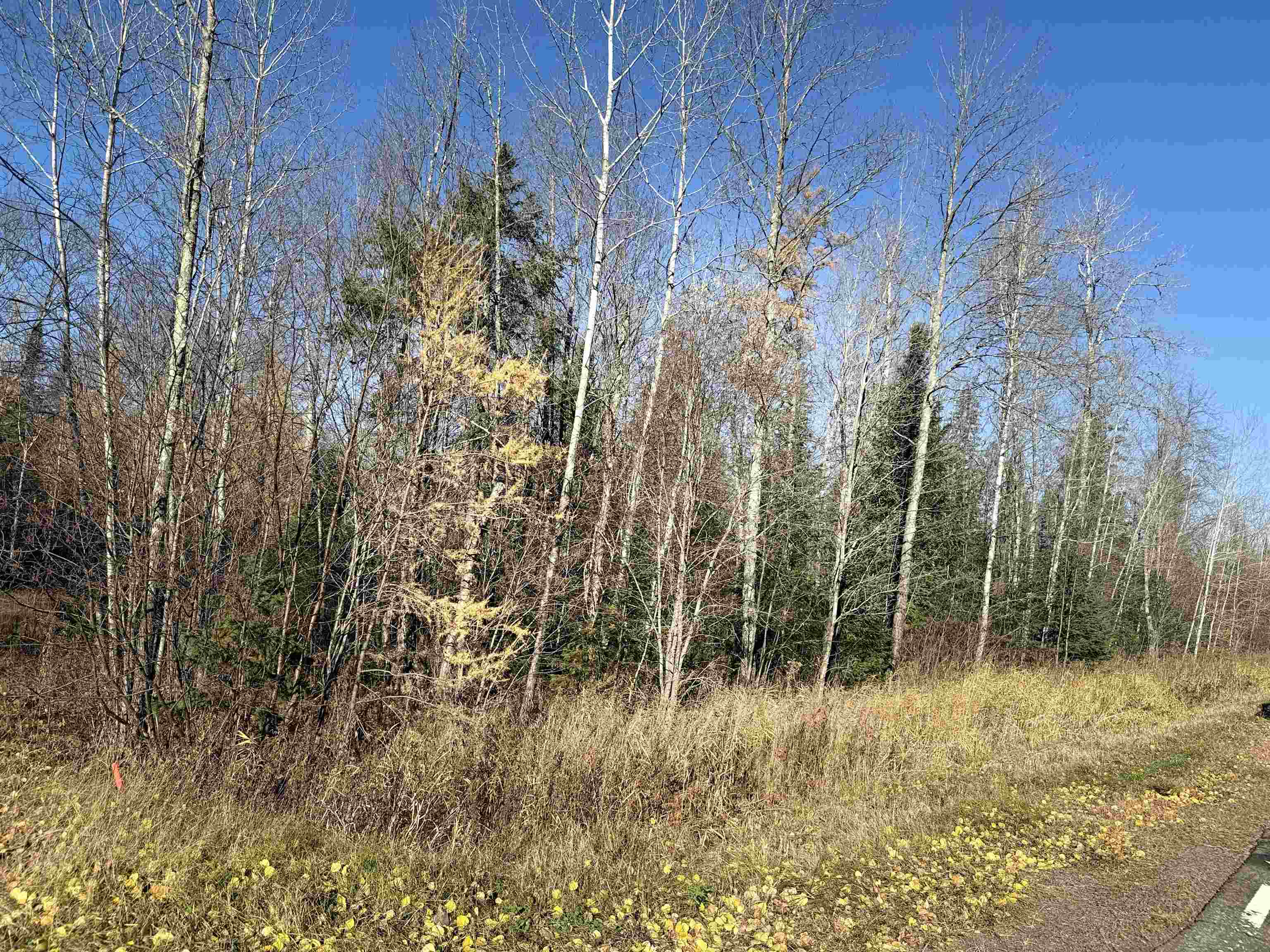 6027 Co Hwy M Winter, WI 54896 - Photo 4 of 6 View of woods