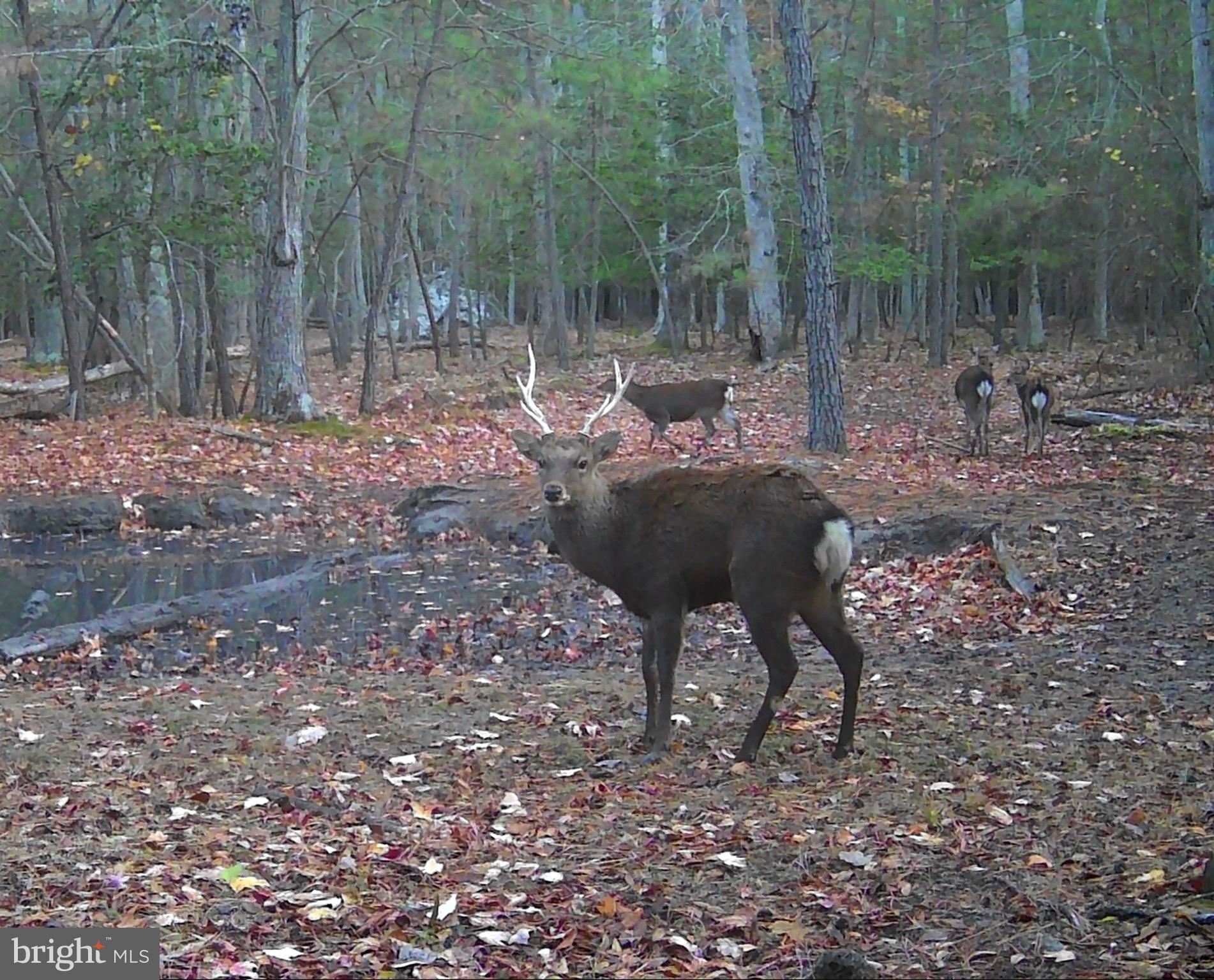 0 Hooper Neck Road Madison, MD 21648 - Photo 123 of 129