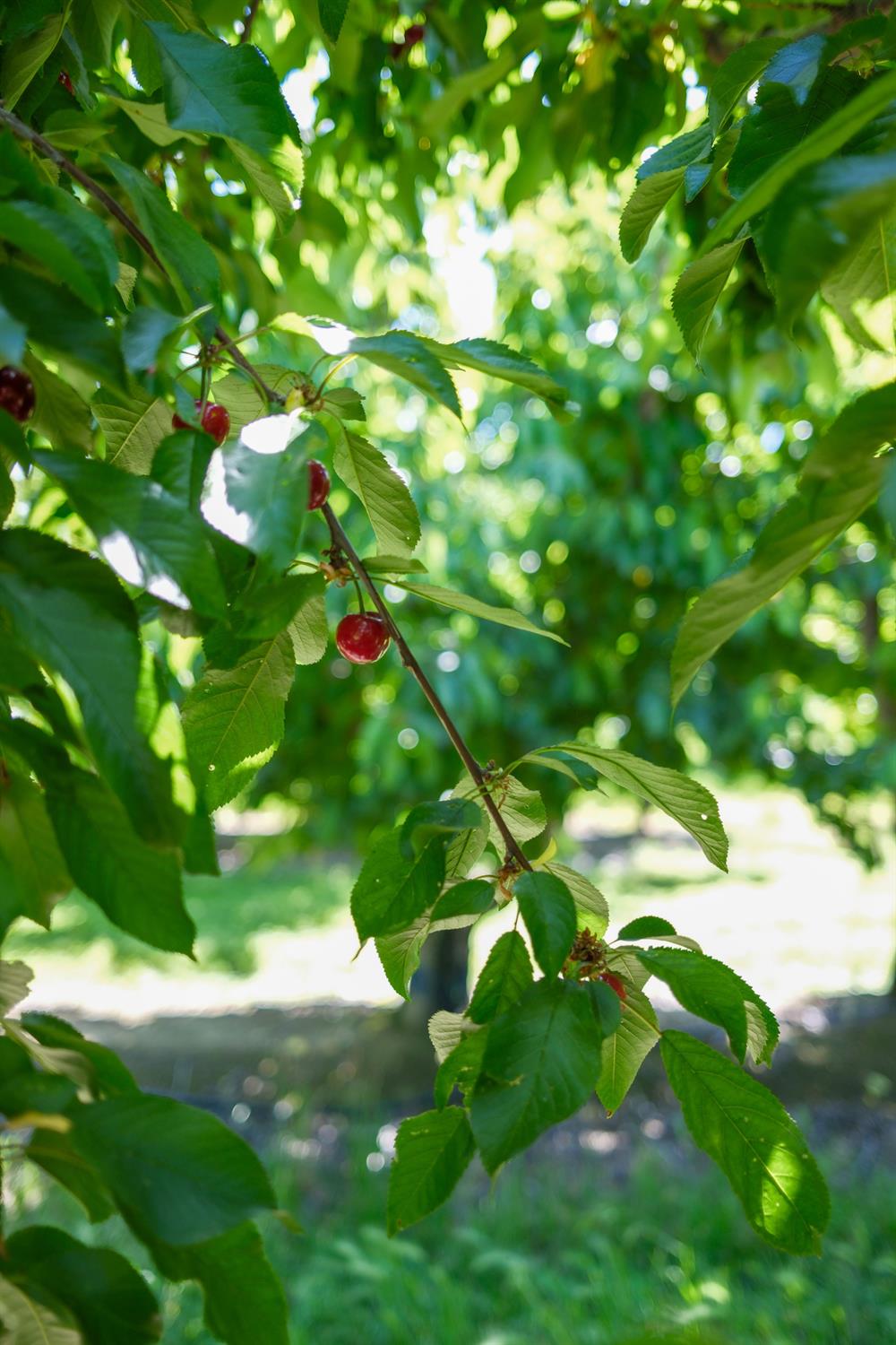 0 Rock Pile Road Arvin, CA 93203 - Photo 12 of 26 a view of a tree