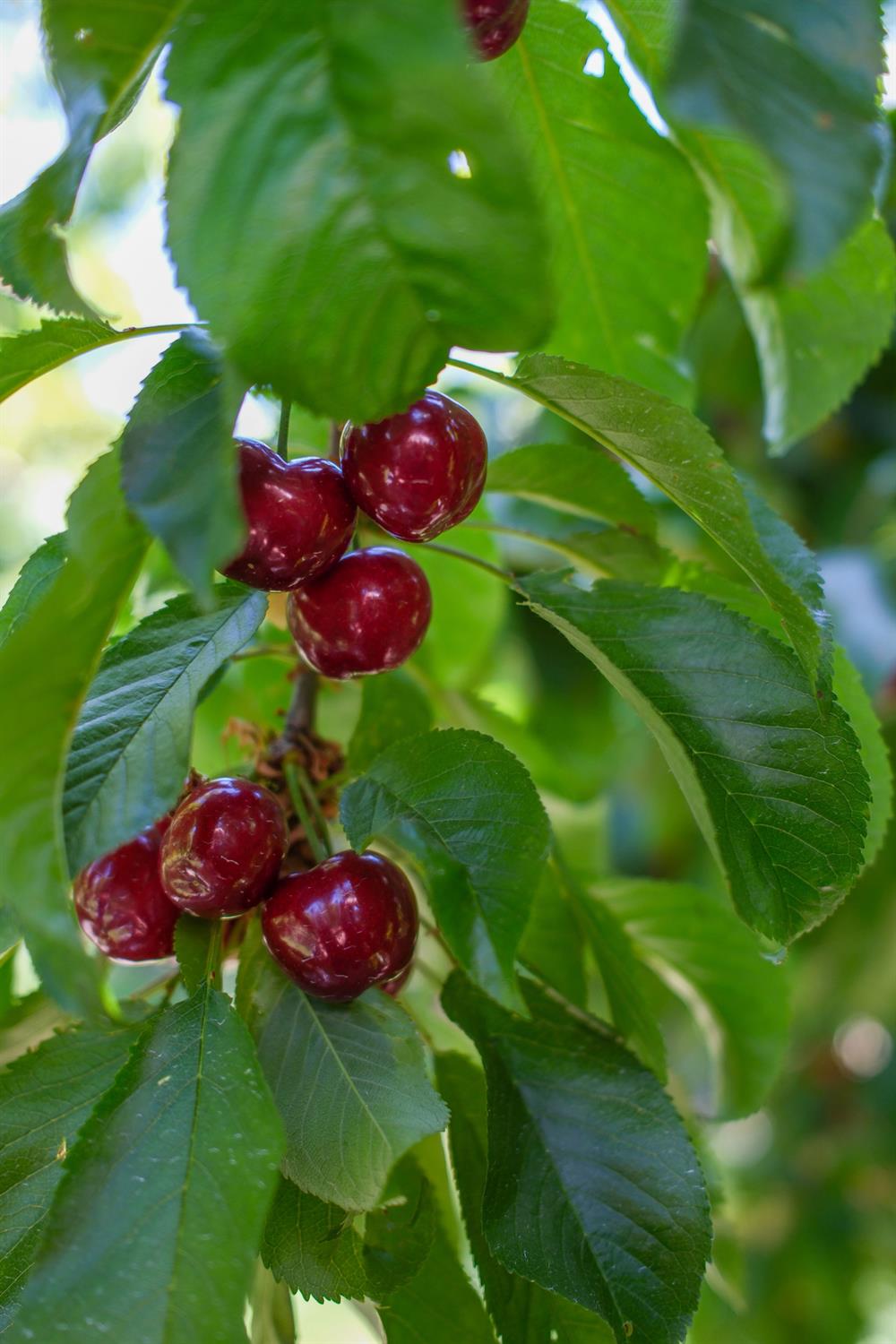 0 Rock Pile Road Arvin, CA 93203 - Photo 13 of 26 a view of a flower