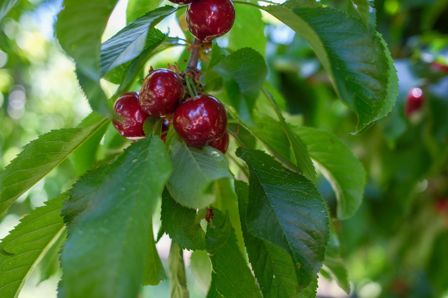 0 Rock Pile Road Arvin, CA 93203 - Photo 14 of 26 a close up of a flower in a garden