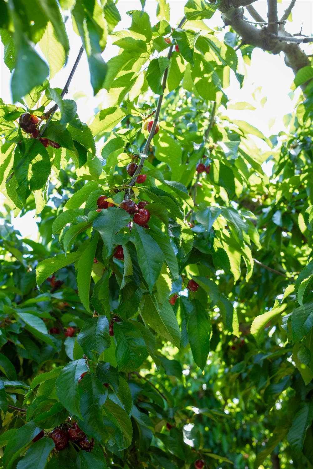 0 Rock Pile Road Arvin, CA 93203 - Photo 6 of 26 a view of flowers