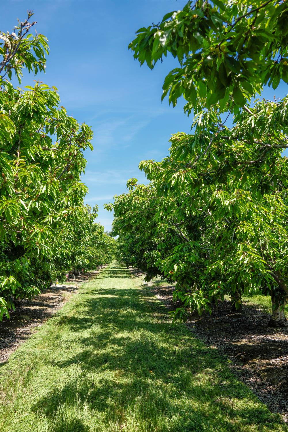 0 Rock Pile Road Arvin, CA 93203 - Photo 7 of 26 a view of a yard with plants and large trees
