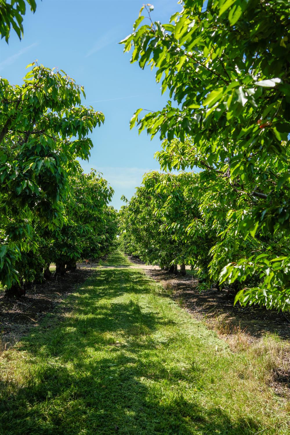 0 Rock Pile Road Arvin, CA 93203 - Photo 8 of 26 a backyard of a house with lots of green space and garden
