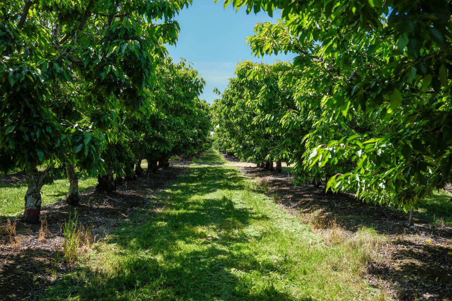0 Rock Pile Road Arvin, CA 93203 - Photo 9 of 26 a backyard of a house with lots of green space and fountain