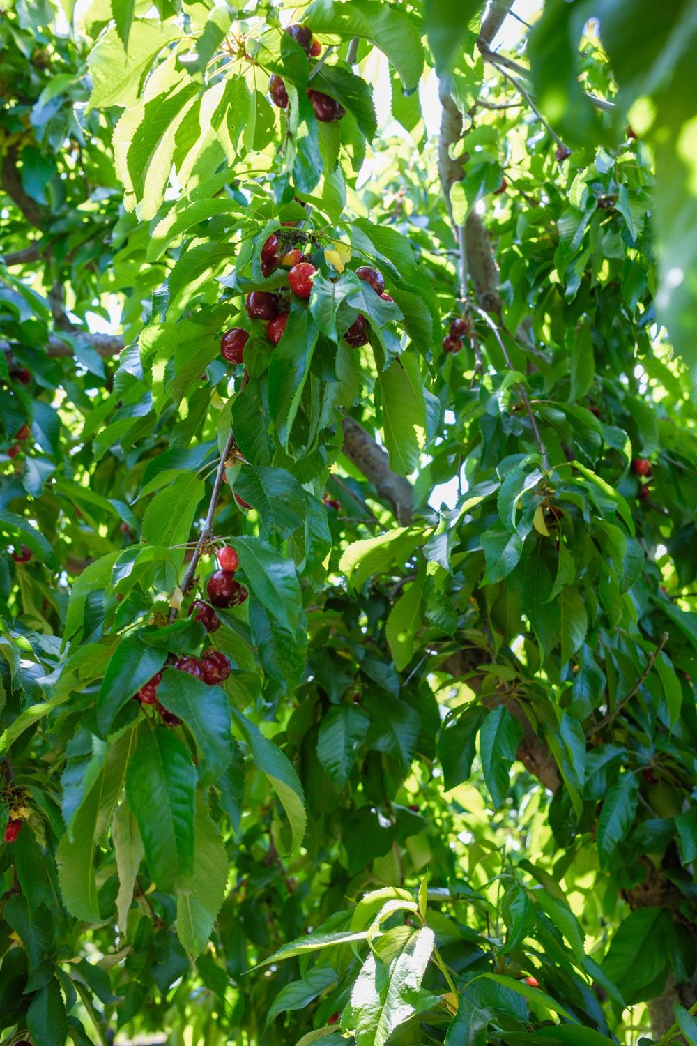 0 Rock Pile Road Arvin, CA 93203 - Photo 10 of 26 a view of flowers
