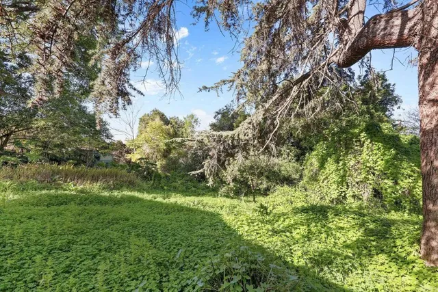 a view of a big yard with plants and large trees