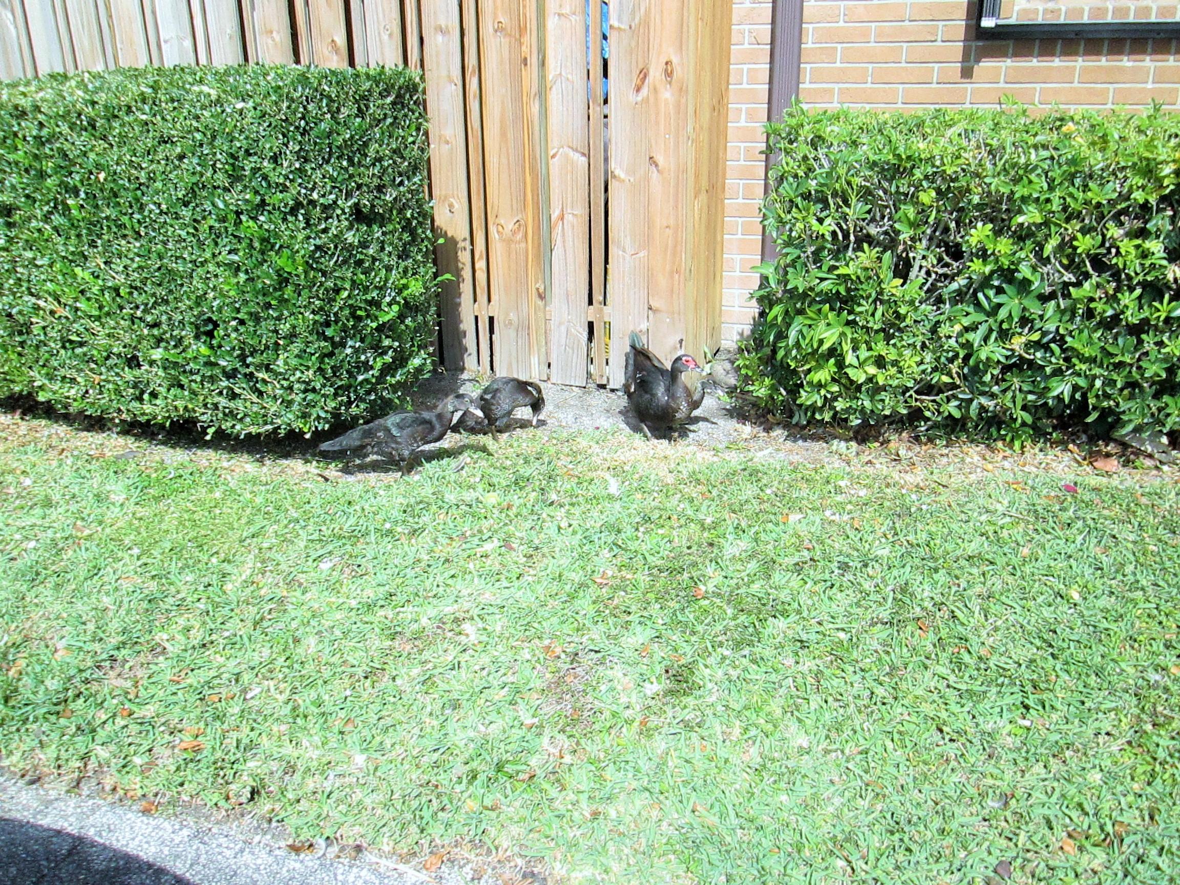 4620 Cherry Road West Palm Beach, FL 33417 - Photo 28 of 28 IMG_2973