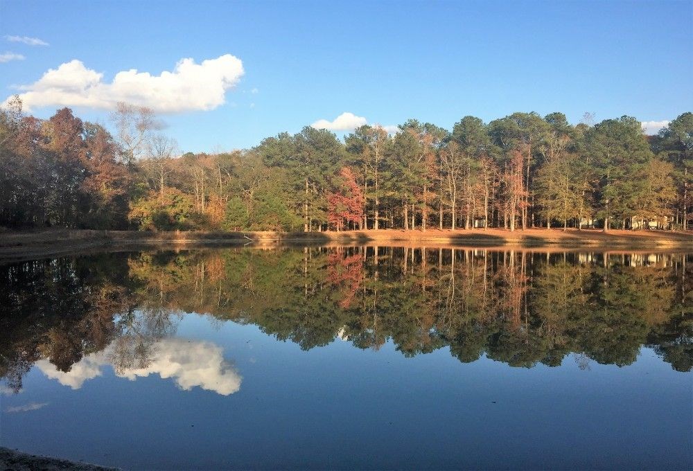 1774 O Neal Road Talbotton, GA 31827 - Photo 8 of 21 Gallery Image 8