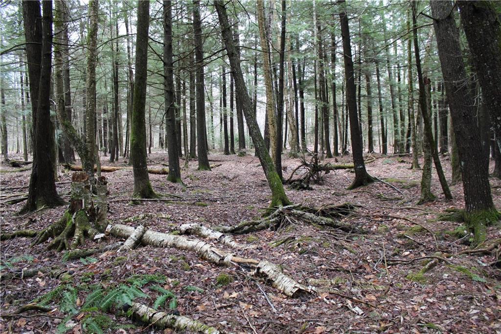 0 Corinna Road St. Albans, ME 04971 - Photo 4 of 10 Beautiful hemlock stand - very private