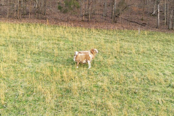 1355 Mitchell Road Pulaski, TN 38478 - Photo 85 of 97