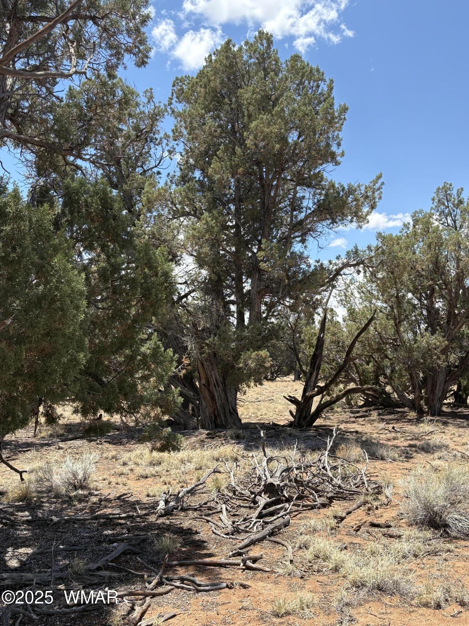 57 Co Road Springerville, AZ 85938 - Photo 1 of 3 Pinion Pine