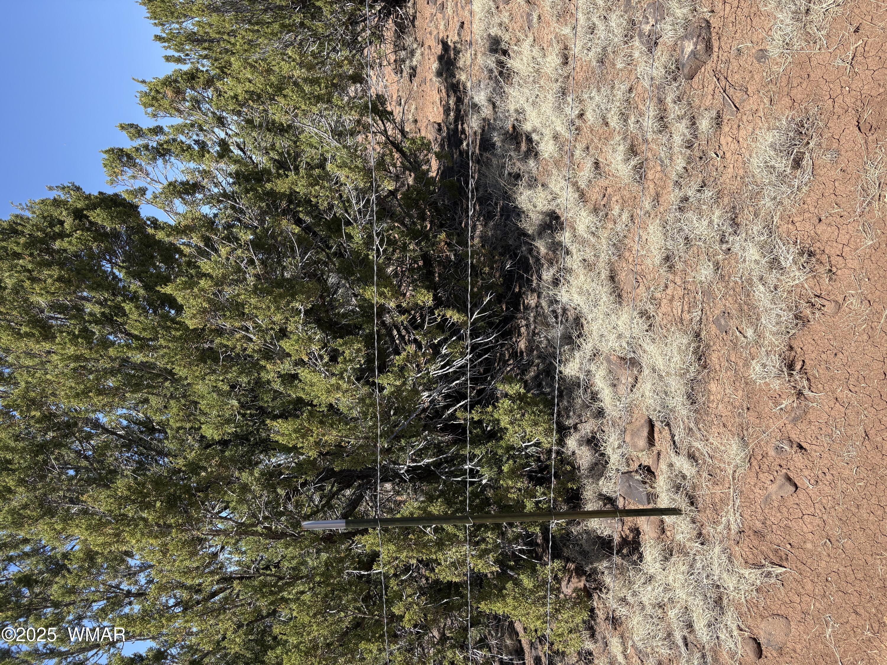 57 Co Road Springerville, AZ 85938 - Photo 2 of 3 Trees