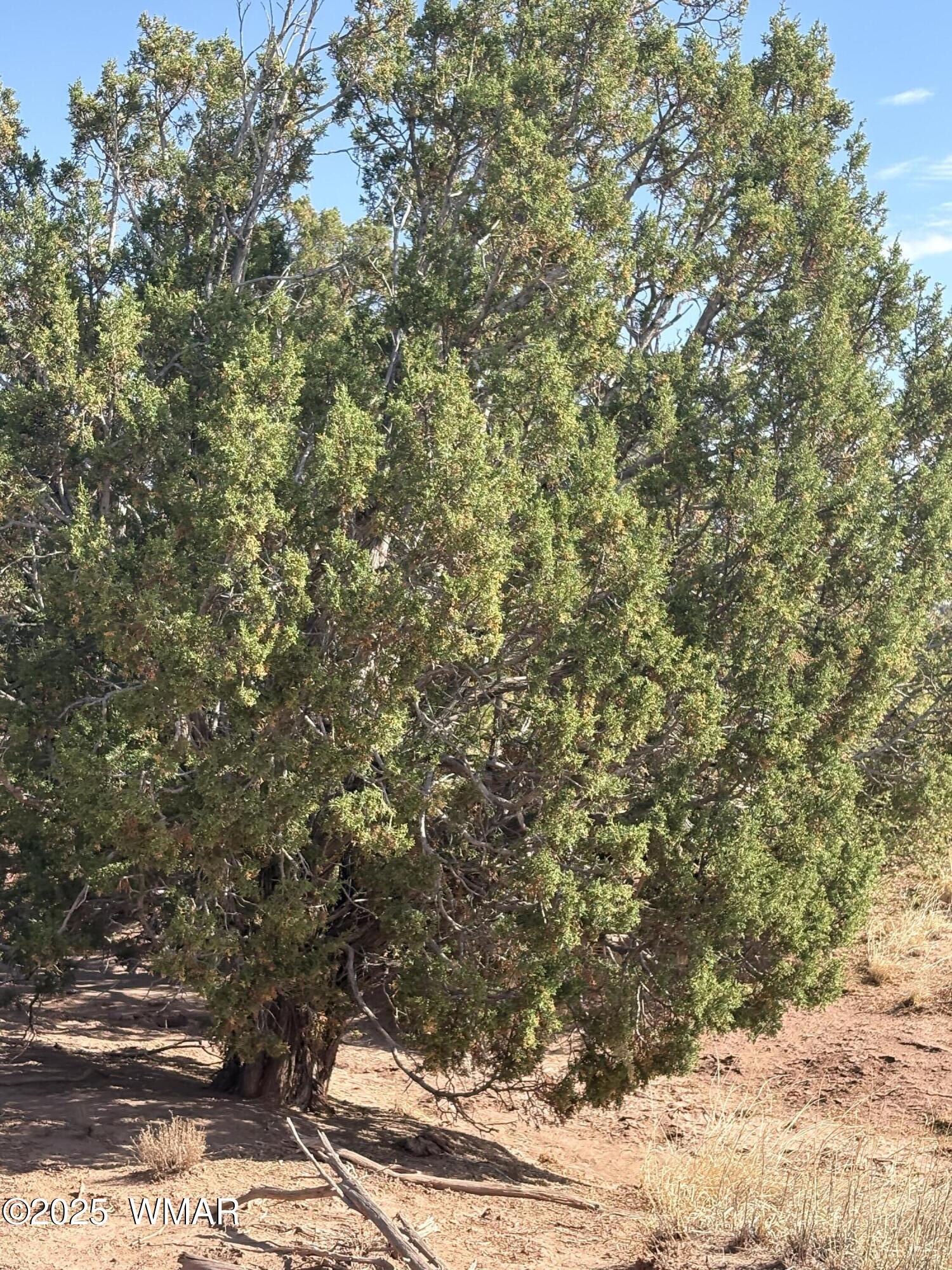 57 Co Road Springerville, AZ 85938 - Photo 3 of 3 IMG_3994