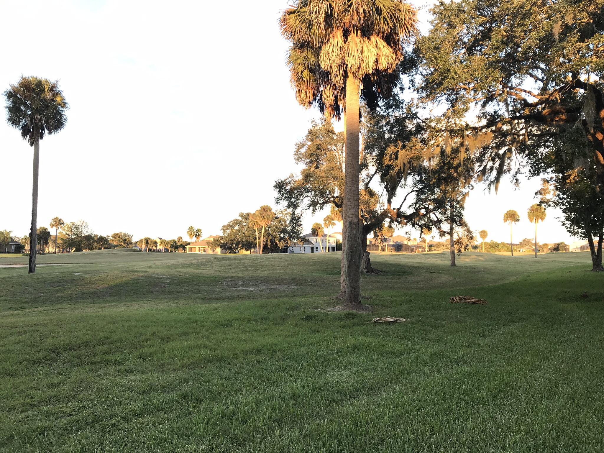 a view of field with trees