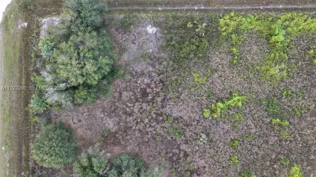a view of a garden with a plant