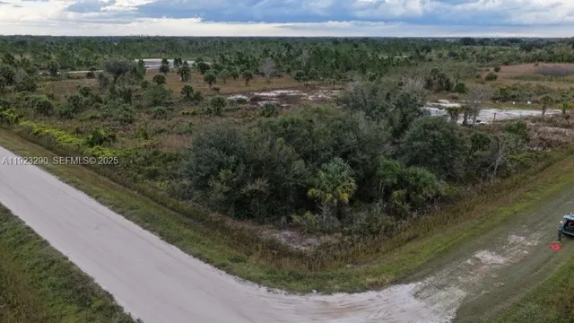 a view of a forest that has a tree