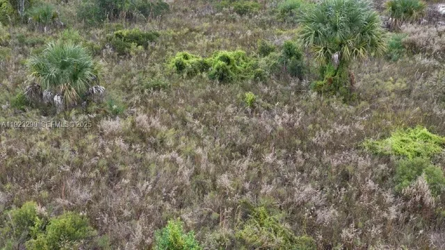 a view of a lush green forest
