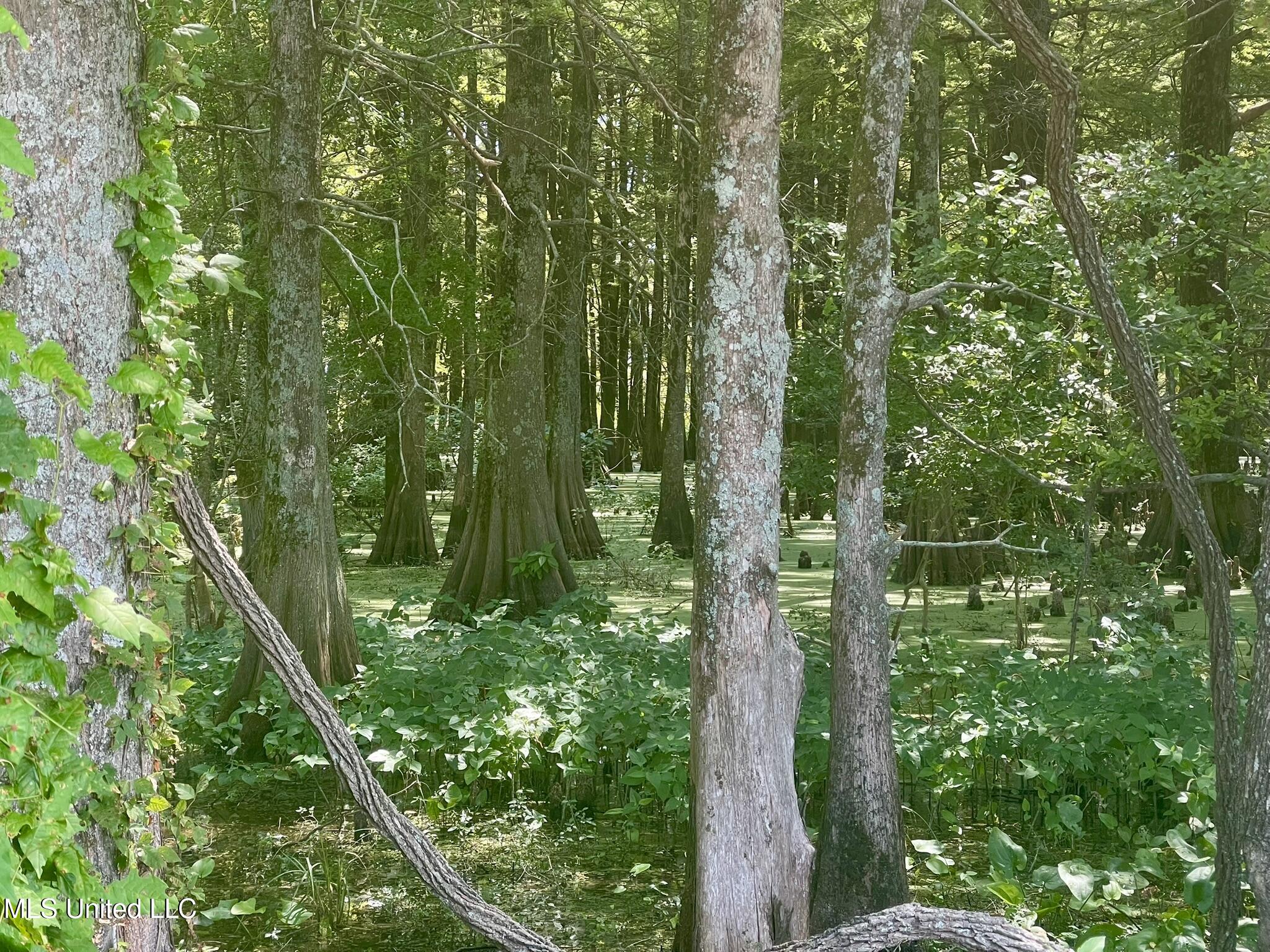 Bolivar Road Benoit, MS 38725 - Photo 105 of 112 IMG_5101